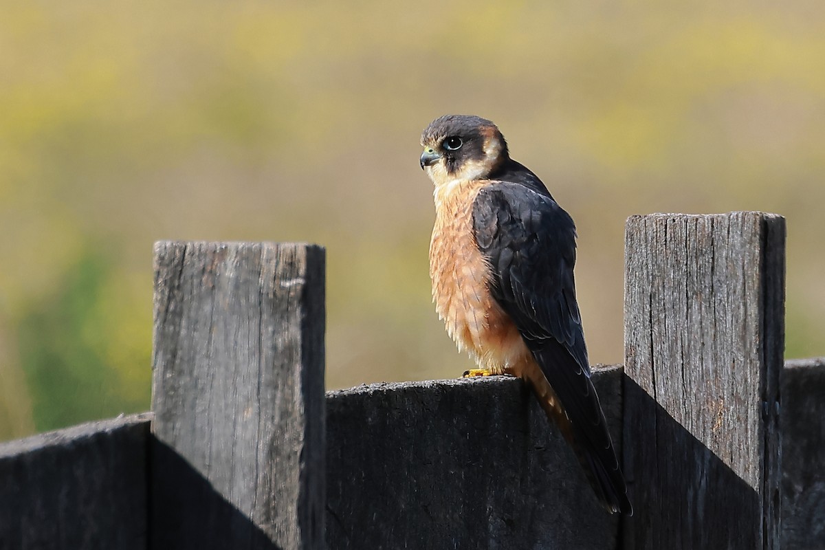 Australian Hobby - ML638828002