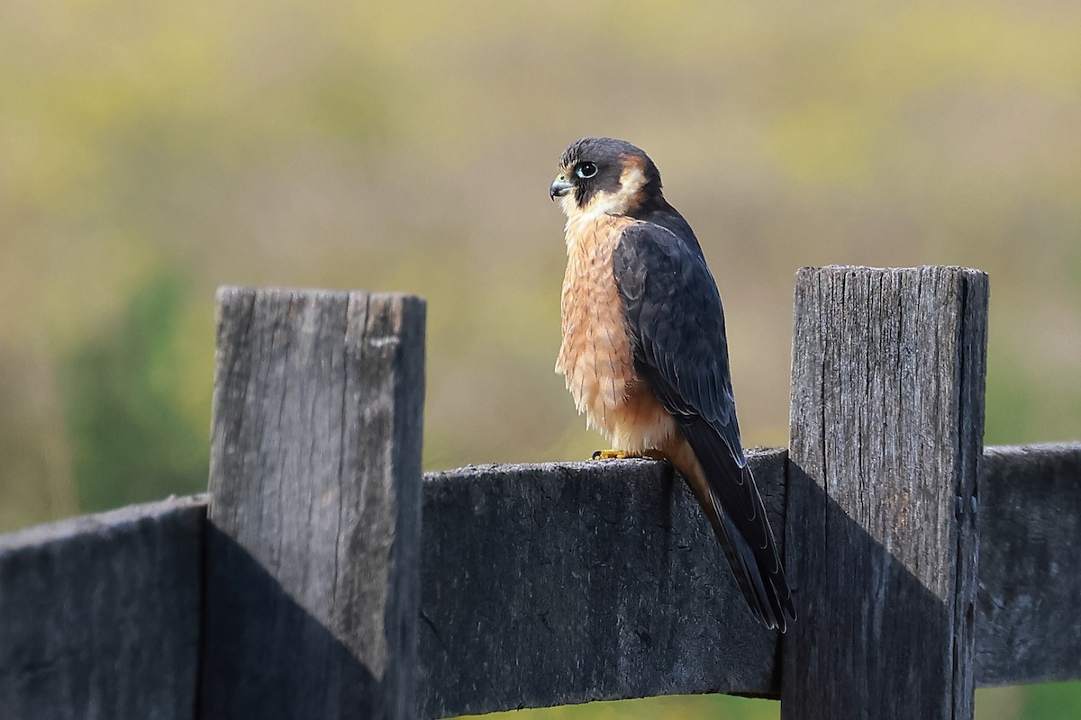 Australian Hobby - ML638828003