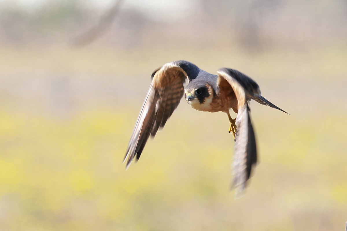 Australian Hobby - ML638828004