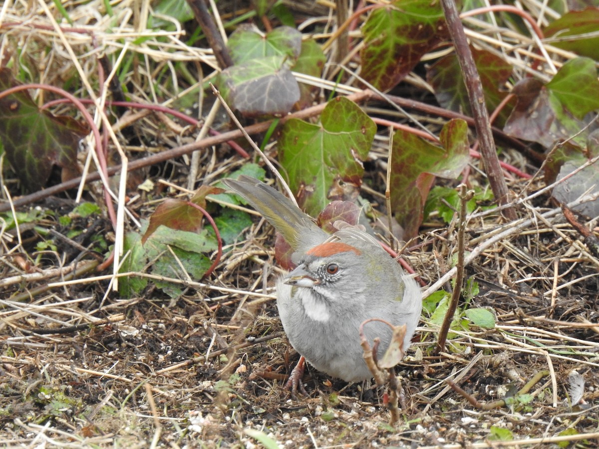 Green-tailed Towhee - ML638828006