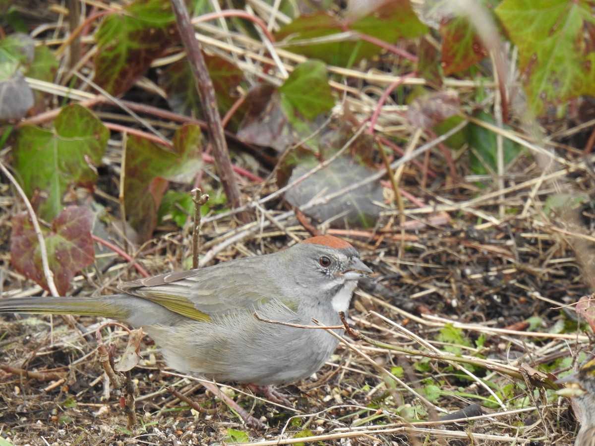 Green-tailed Towhee - ML638828008