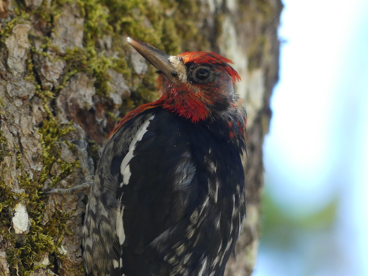 Red-breasted Sapsucker - ML638828009