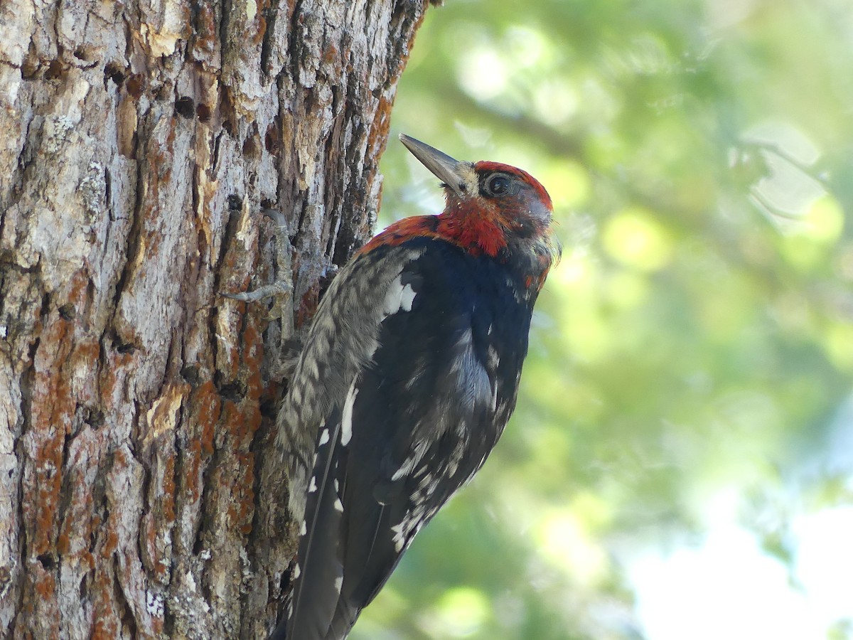 Red-breasted Sapsucker - ML638828011