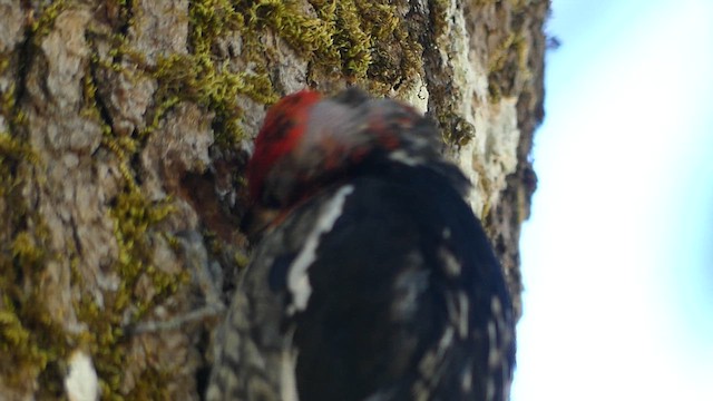 Red-breasted Sapsucker - ML638828012