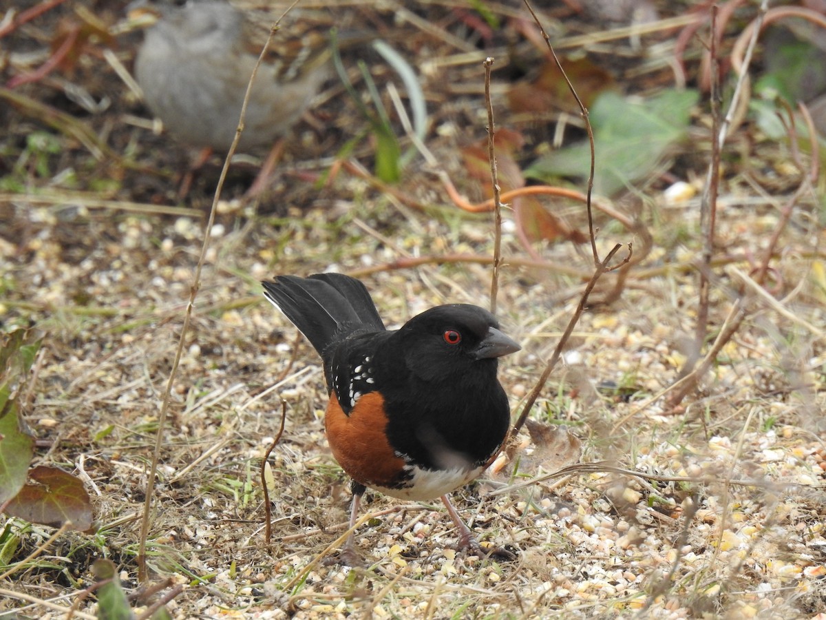Spotted Towhee - ML638828016