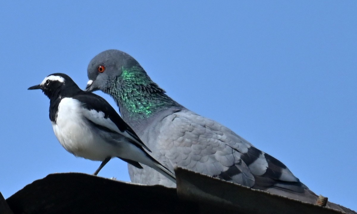 White-browed Wagtail - ML638828017