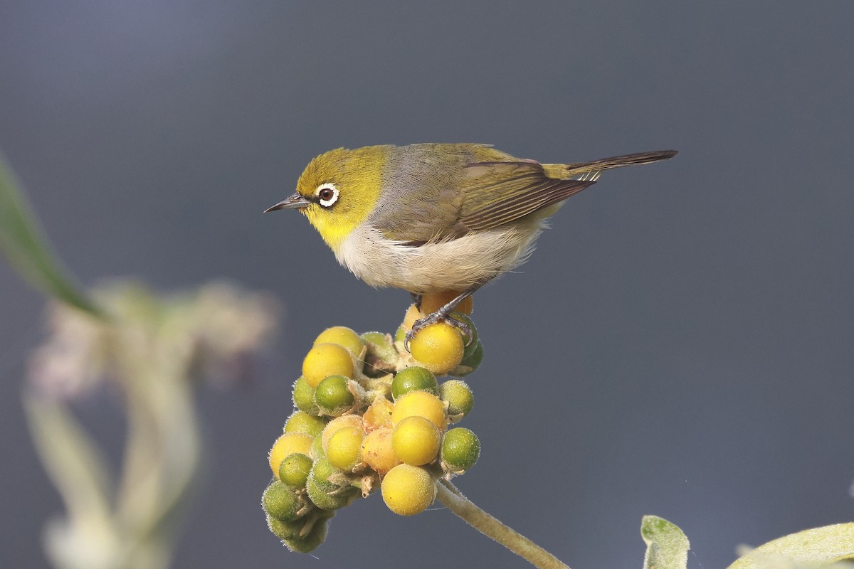 Silvereye - ML638828018