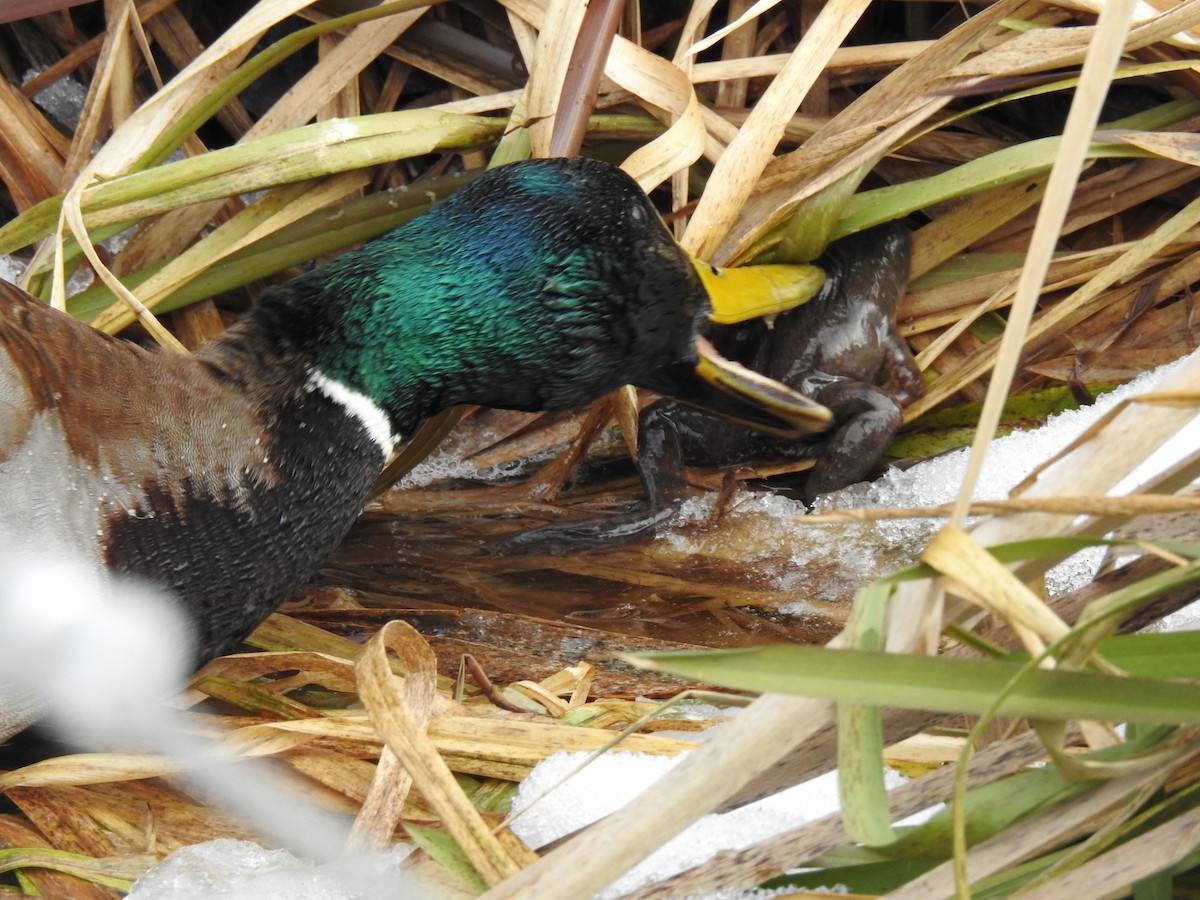 Mallard - ML638828040