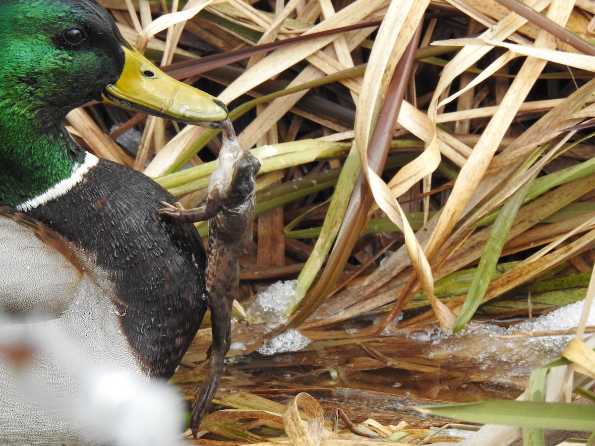Mallard - ML638828042