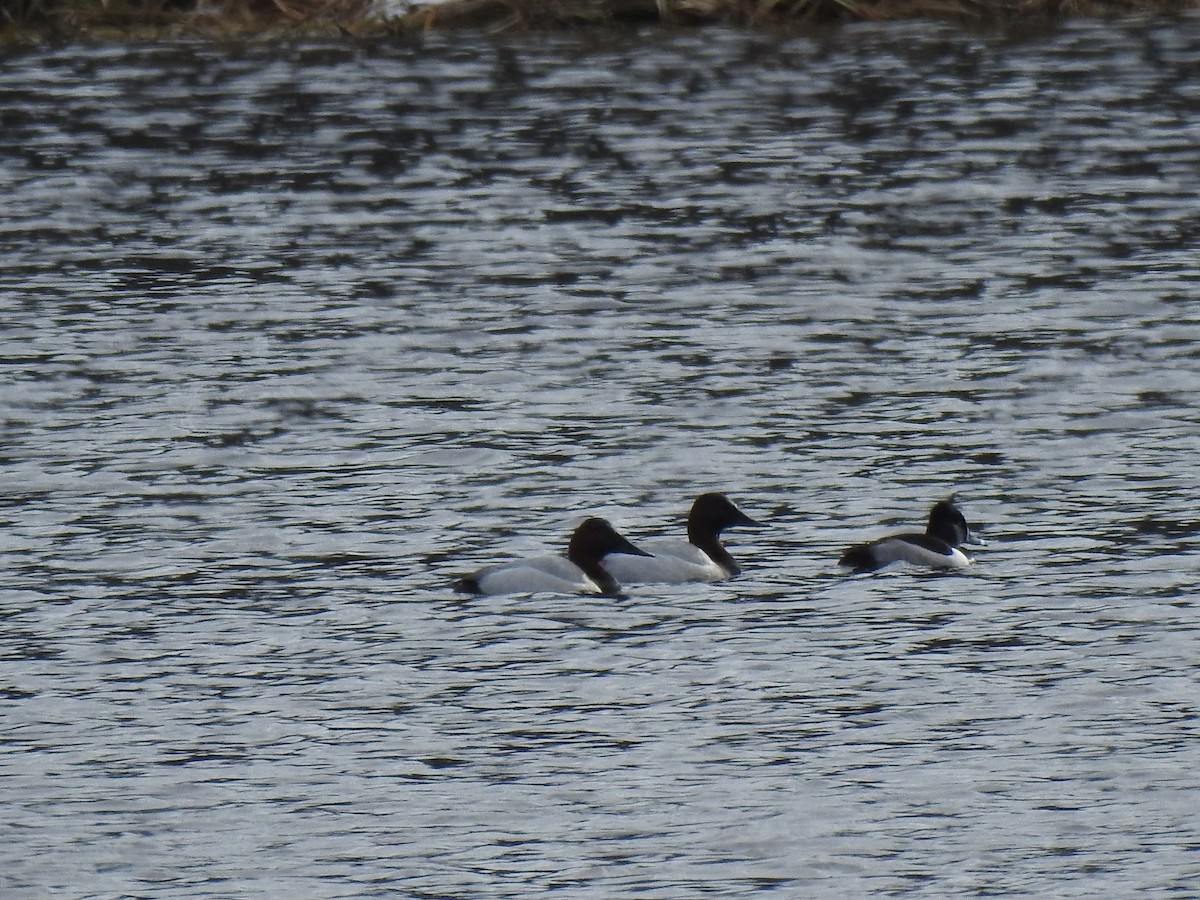 Canvasback - ML638828050