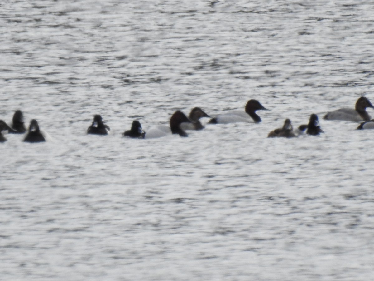 Canvasback - ML638828053