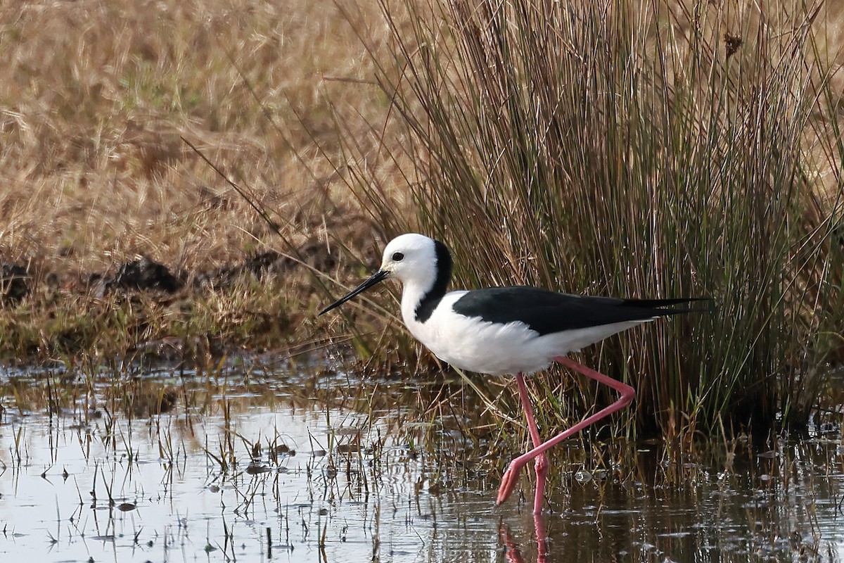Pied Stilt - ML638828054