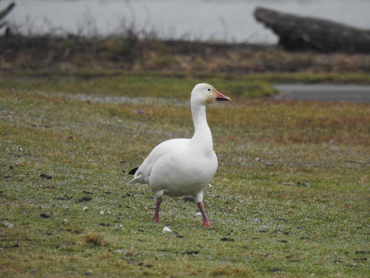 Snow Goose - ML638828097