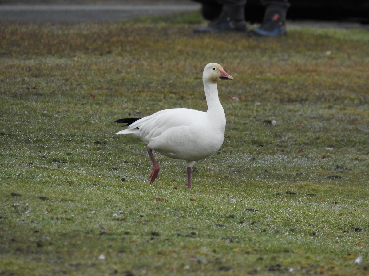 Snow Goose - ML638828101