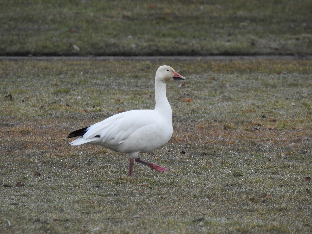 Snow Goose - ML638828103