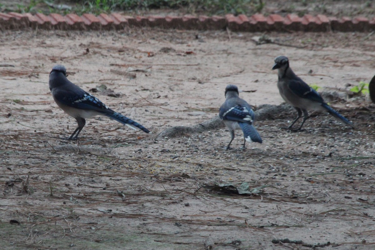 Blue Jay - ML638828115