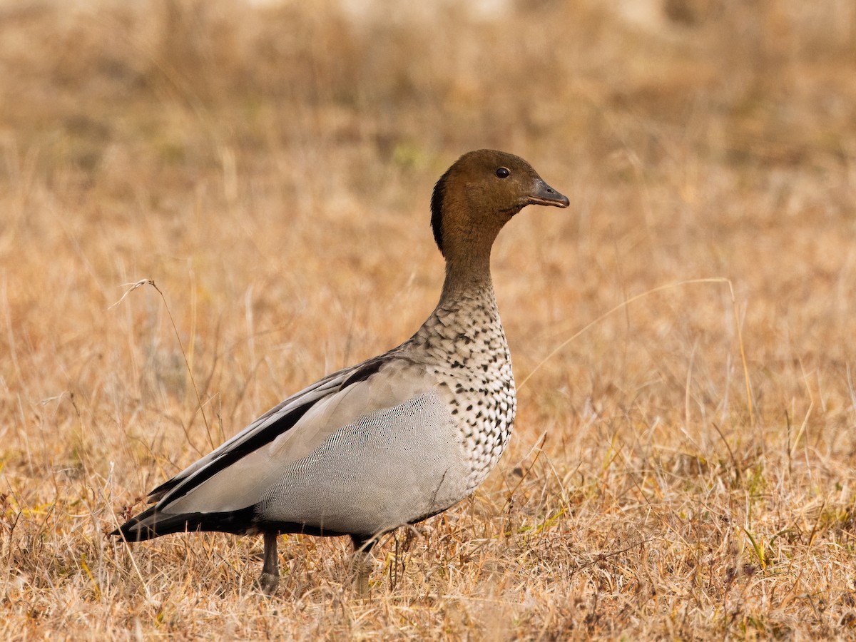 Maned Duck - ML638828118