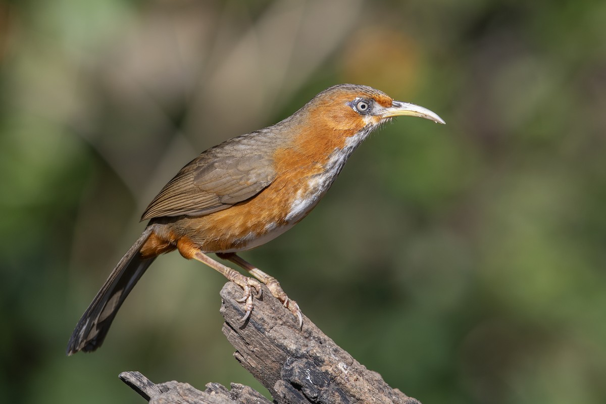 Rusty-cheeked Scimitar-Babbler - ML638828122