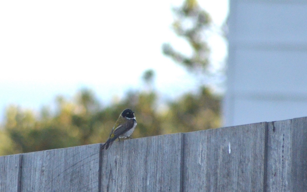 Black-headed Honeyeater - ML638828154