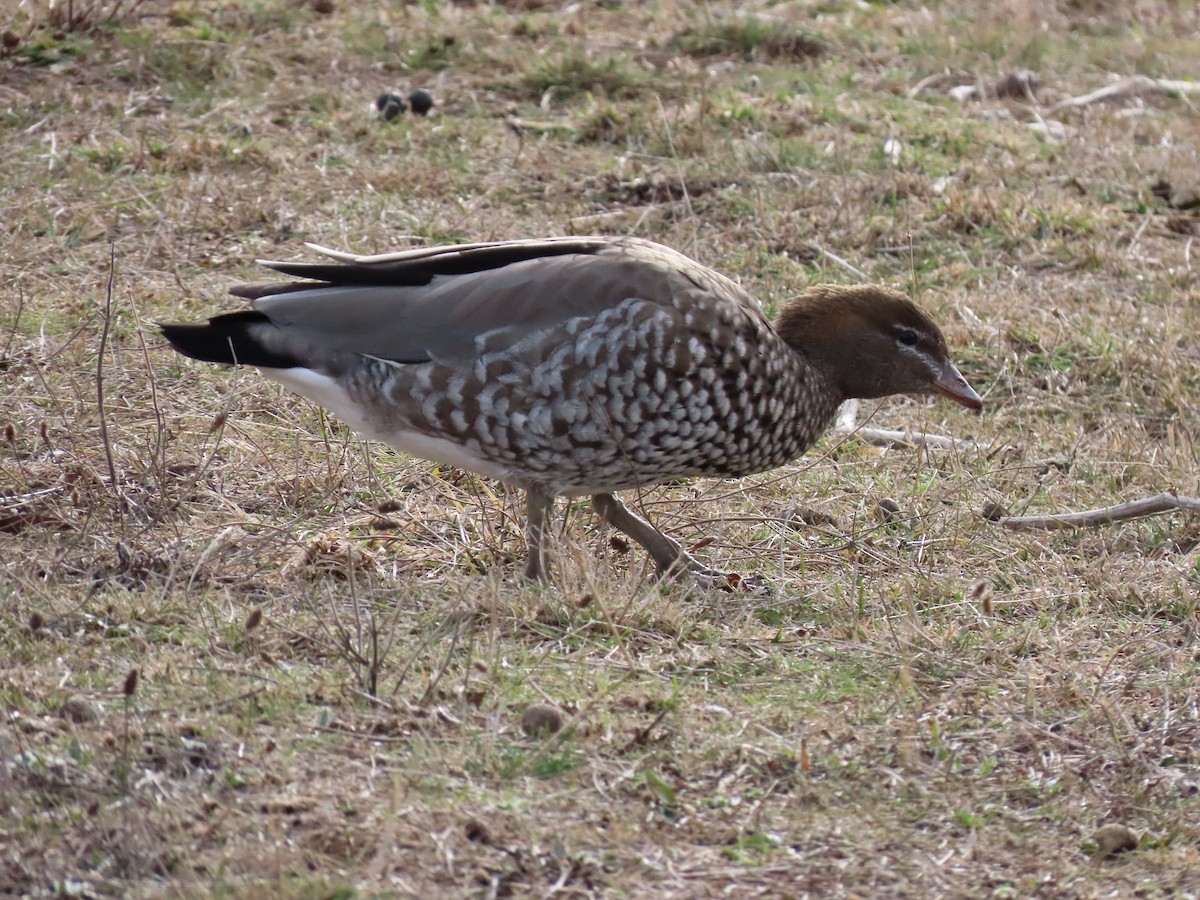 Maned Duck - ML638828168