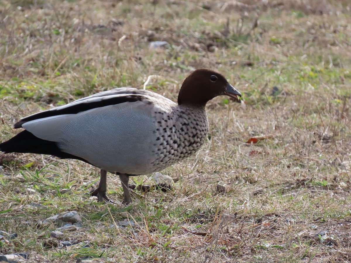 Maned Duck - ML638828169