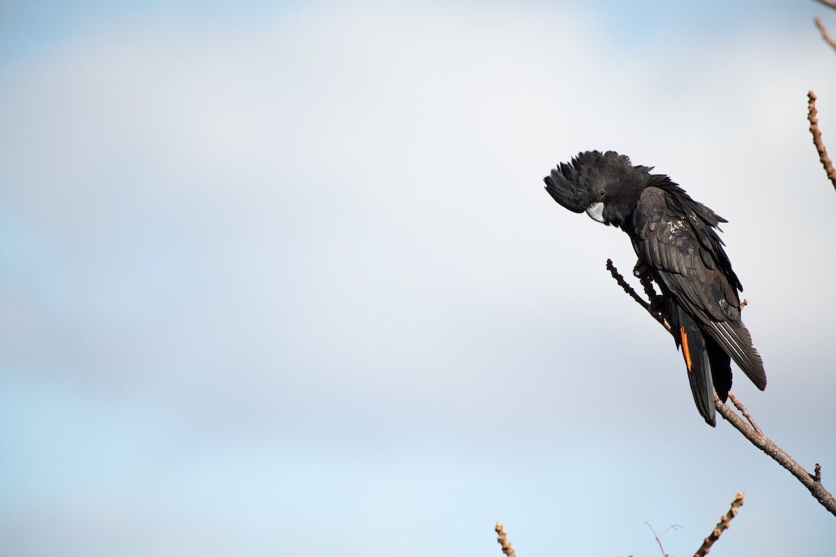 アカオクロオウム - ML638828173