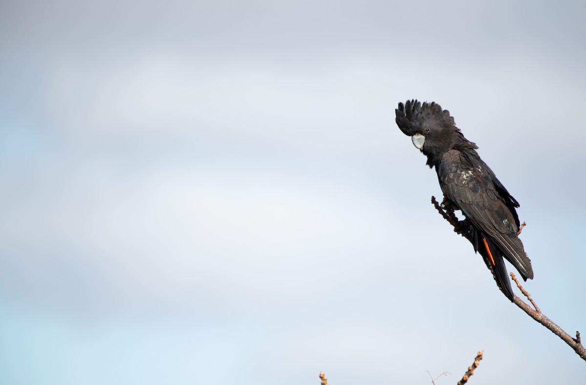 アカオクロオウム - ML638828174
