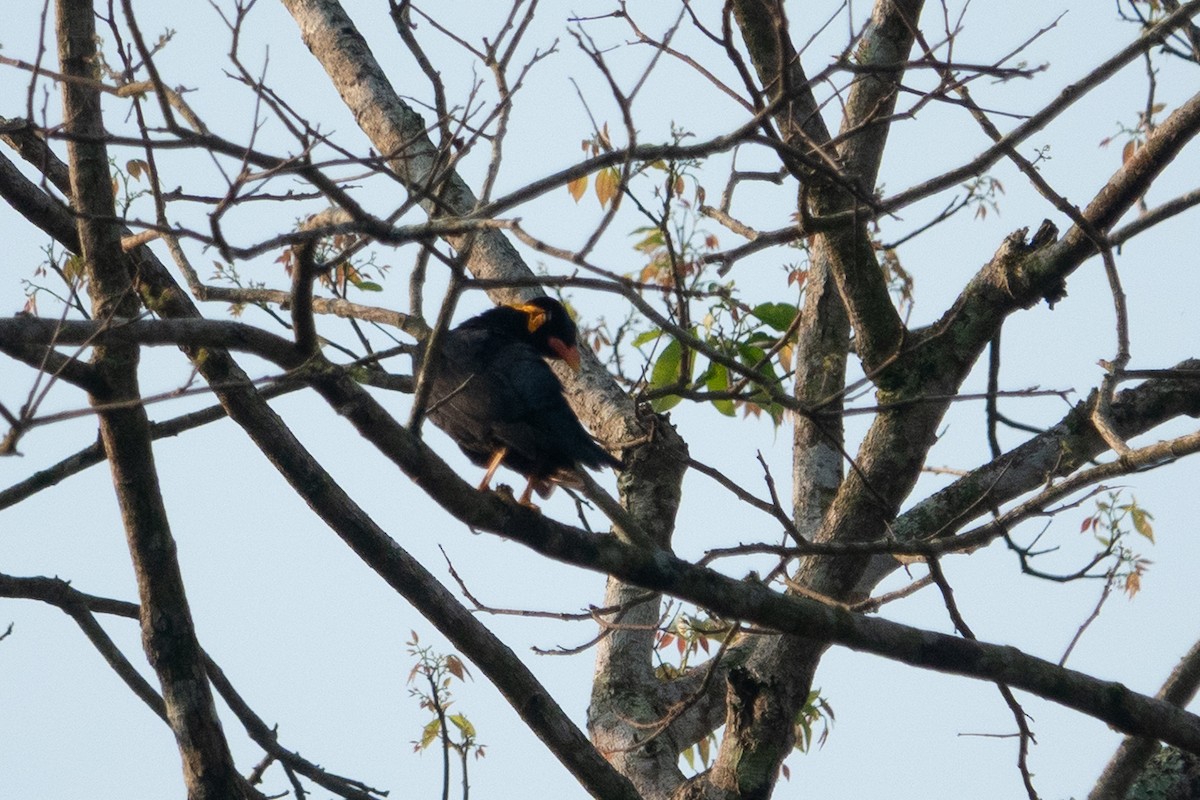キュウカンチョウ - ML638828184