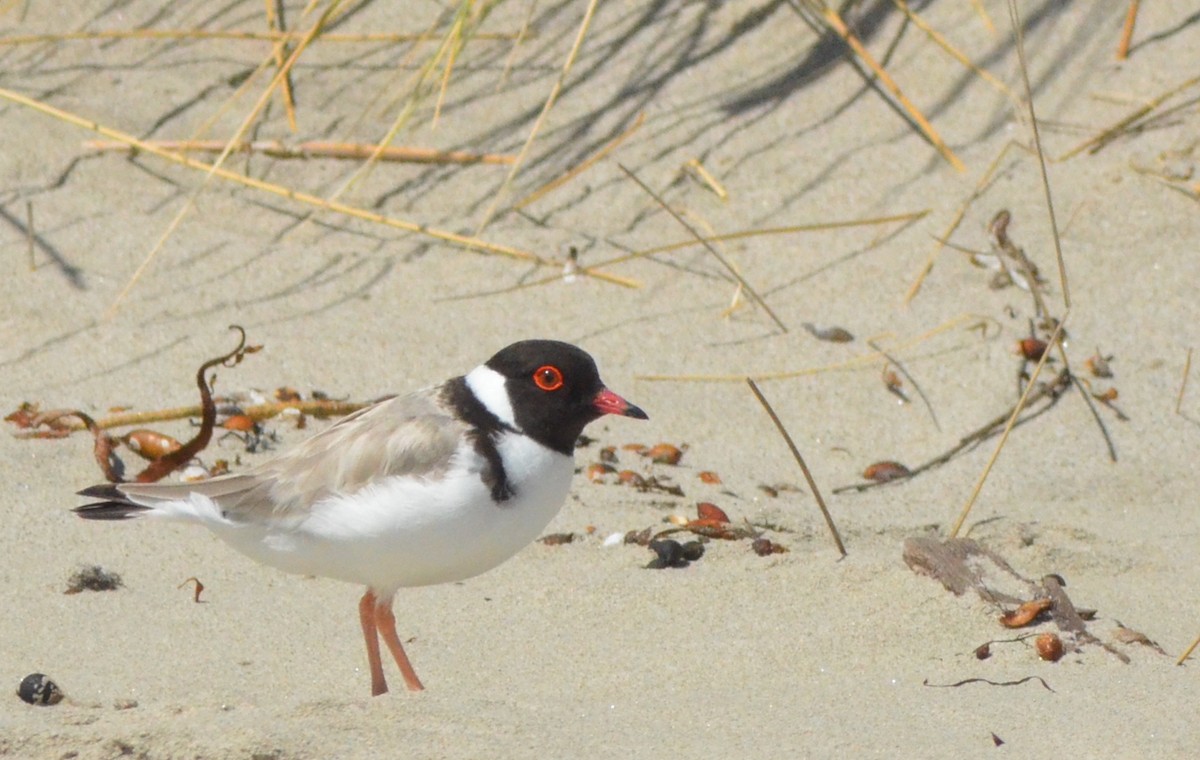 Hooded Plover - ML638828230
