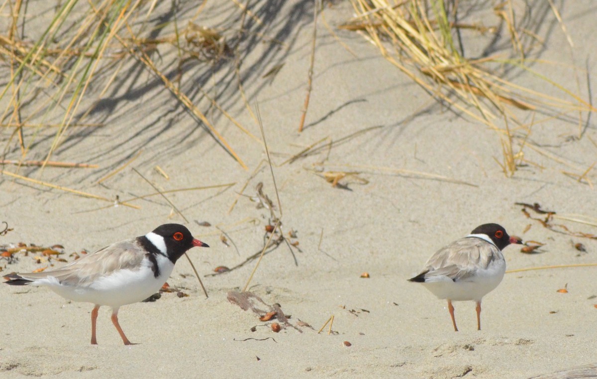 Hooded Plover - ML638828231
