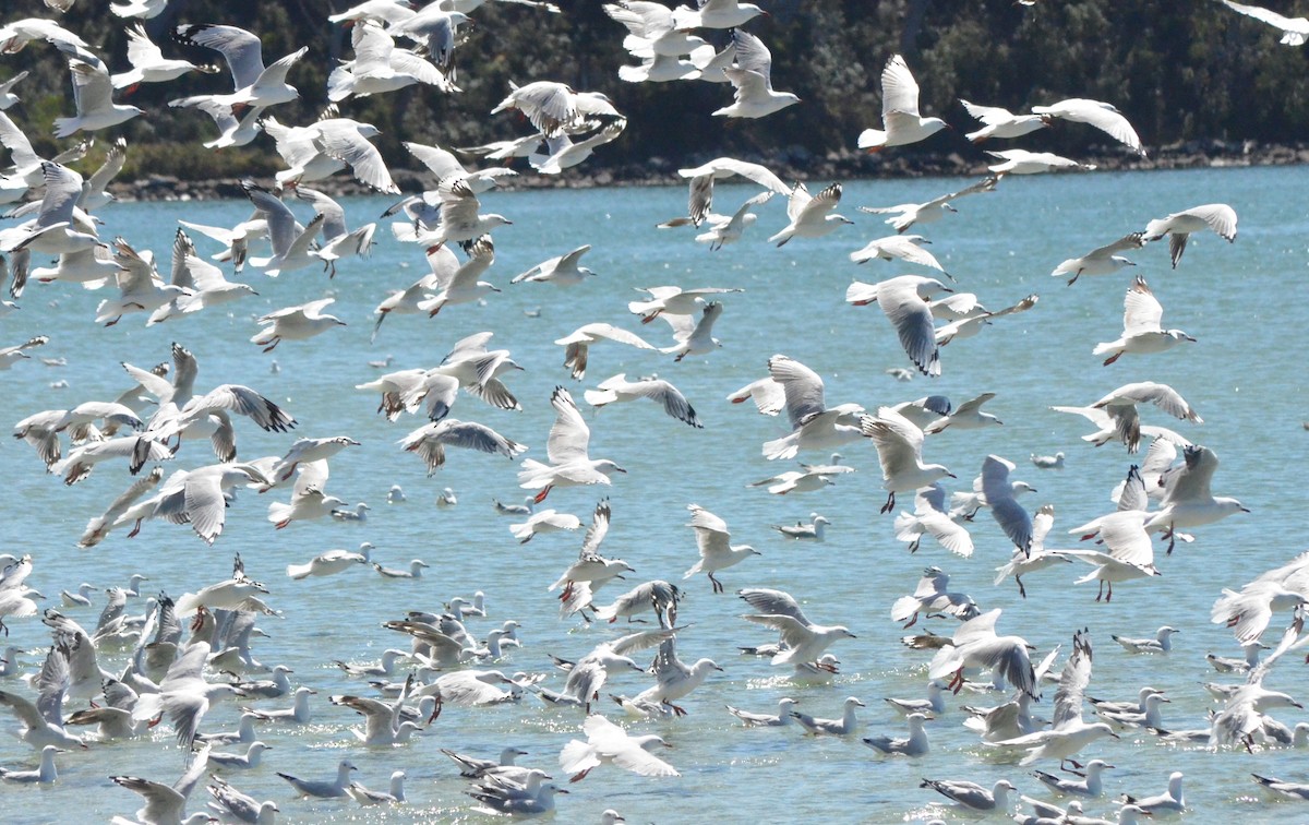 Silver Gull - ML638828235
