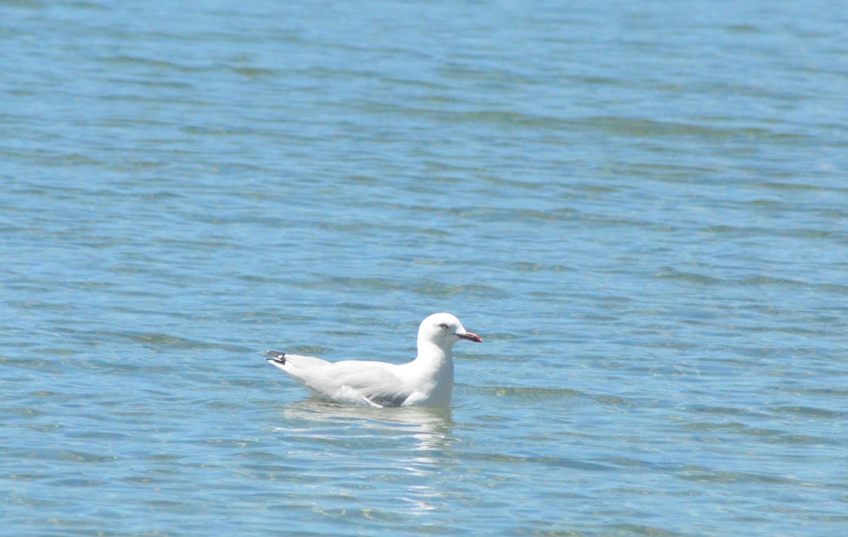 Silver Gull - ML638828237
