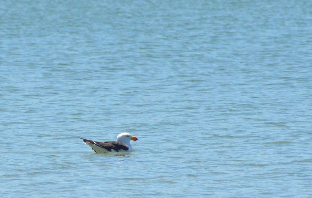 Pacific Gull - ML638828238