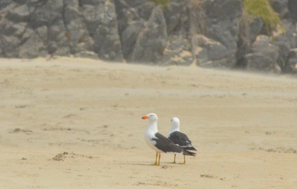 Pacific Gull - ML638828240