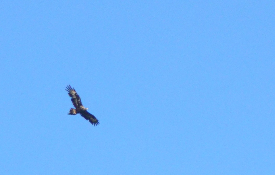 Wedge-tailed Eagle - ML638828246