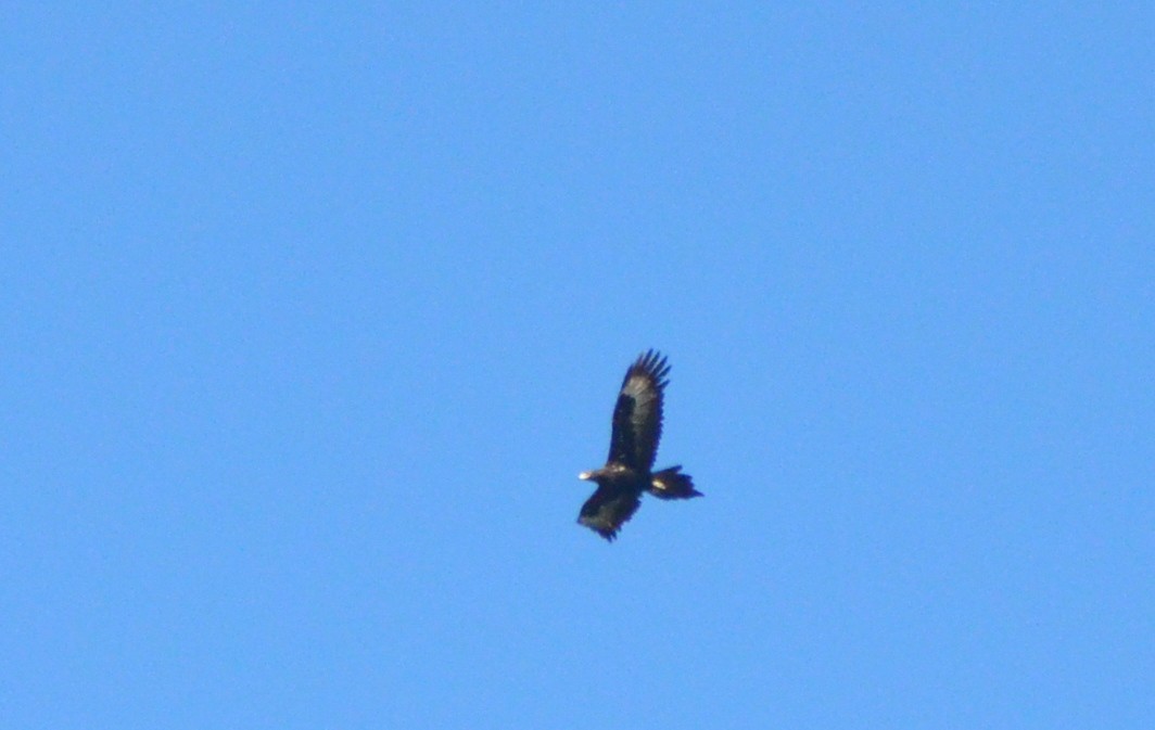 Wedge-tailed Eagle - ML638828247