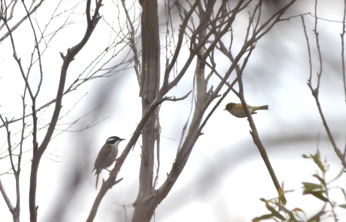 Strong-billed Honeyeater - ML638828255