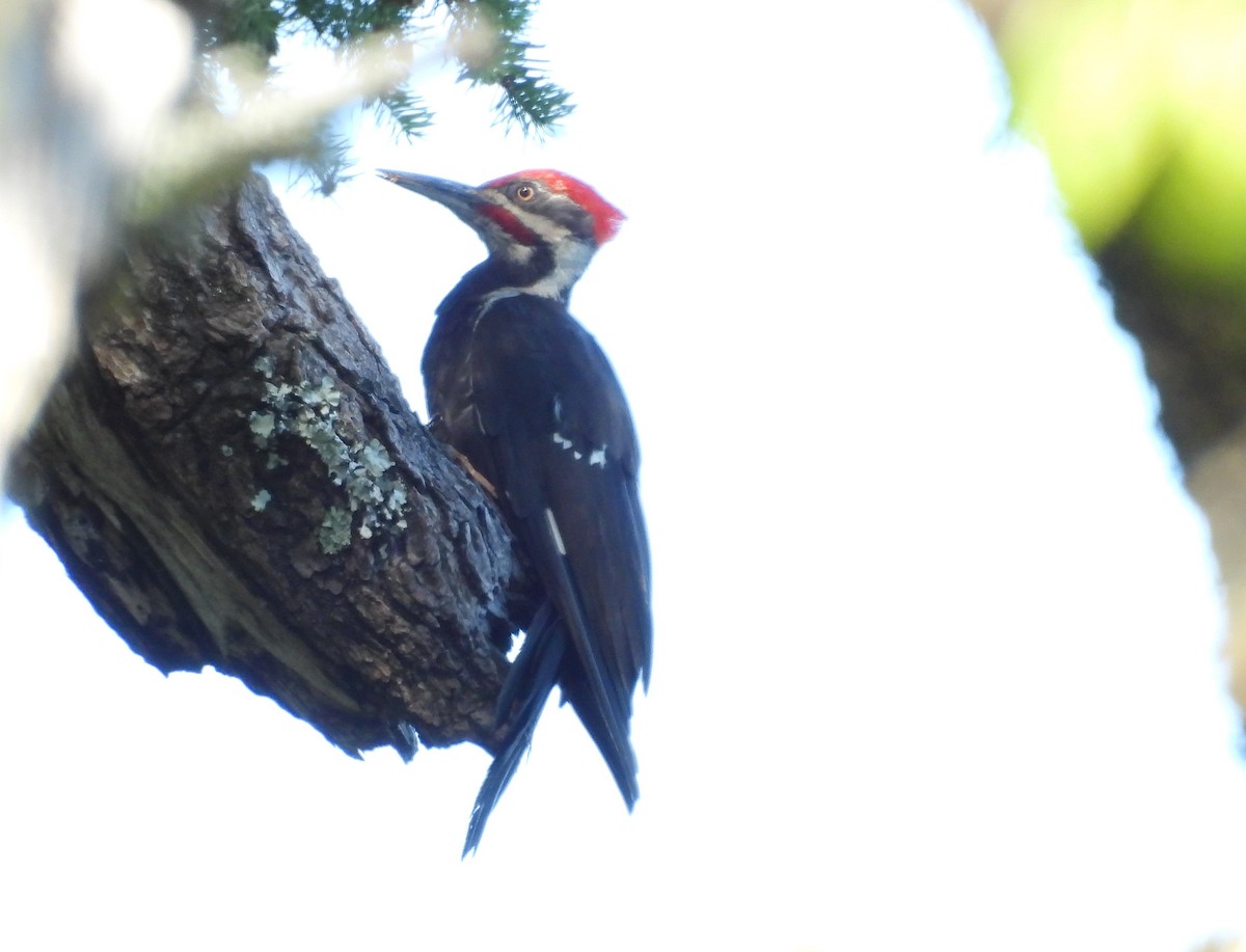 Pileated Woodpecker - ML638828273