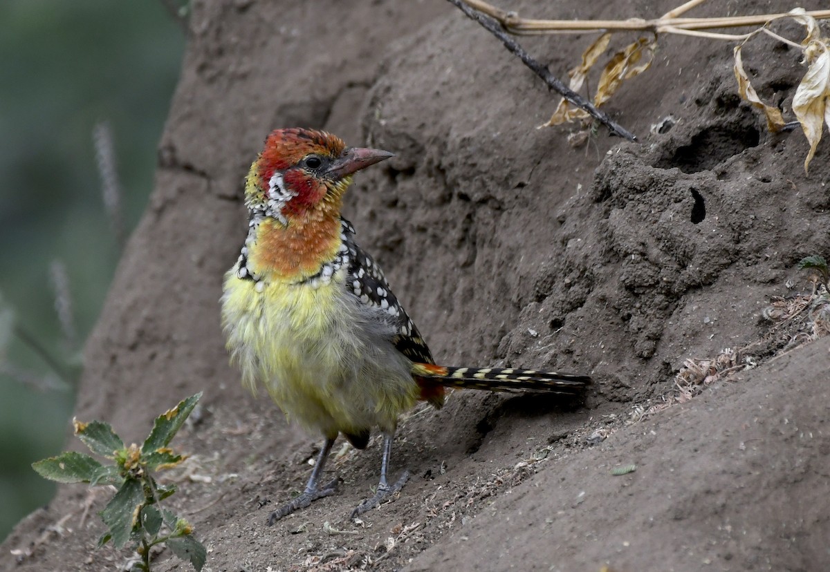 Red-and-yellow Barbet - ML638828293