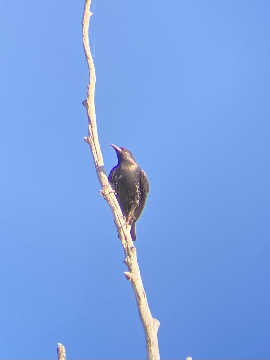 European Starling - ML638828301