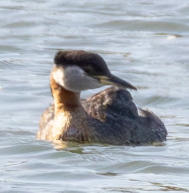 Red-necked Grebe - ML638828306