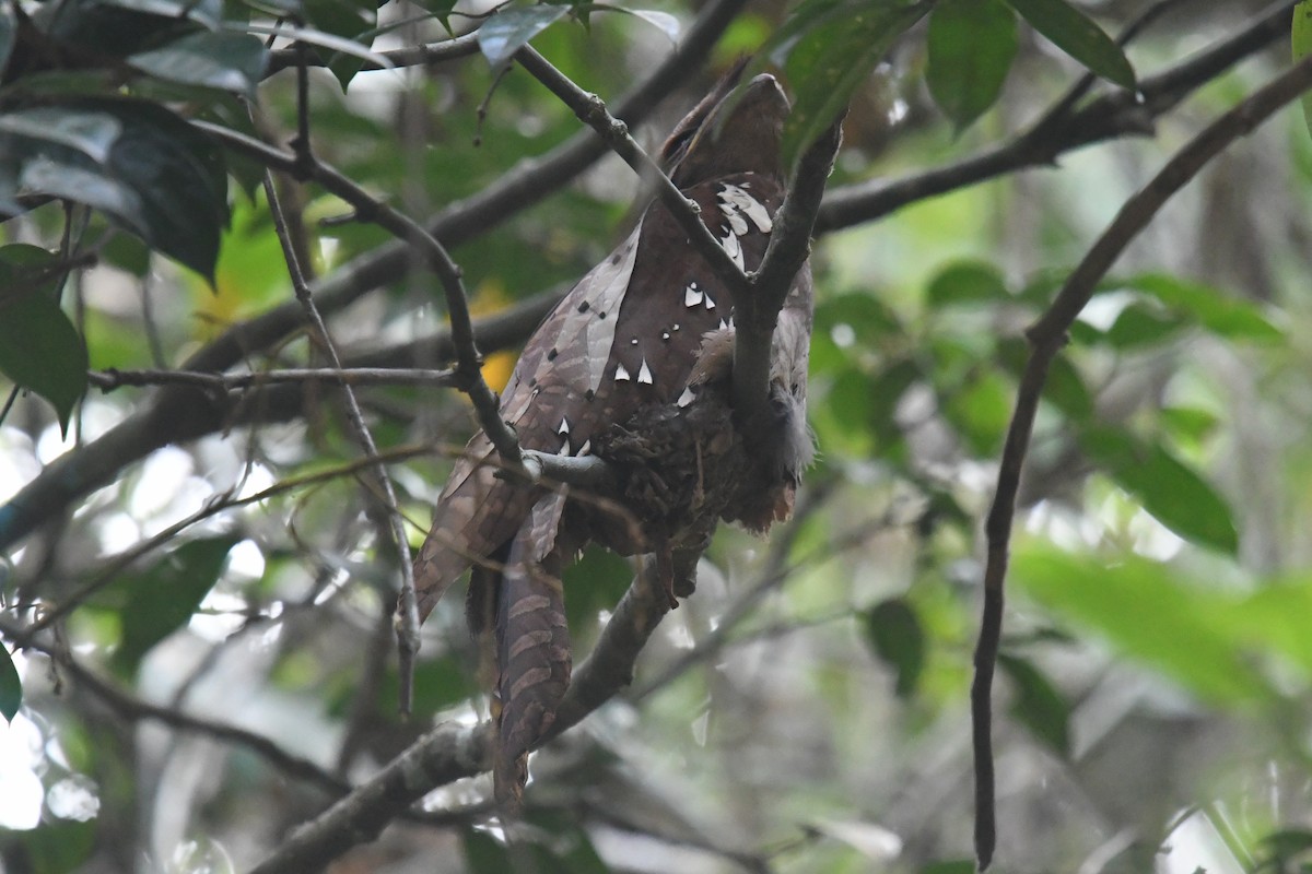 Корнудо вухатий - ML638828320