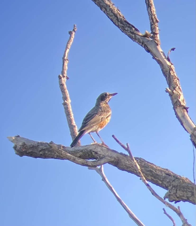American Robin - ML638828325