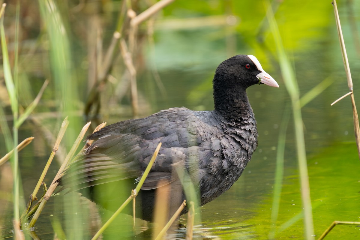 Eurasian Coot - ML638828329