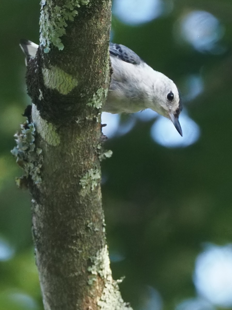 White-breasted Nuthatch - ML638828330