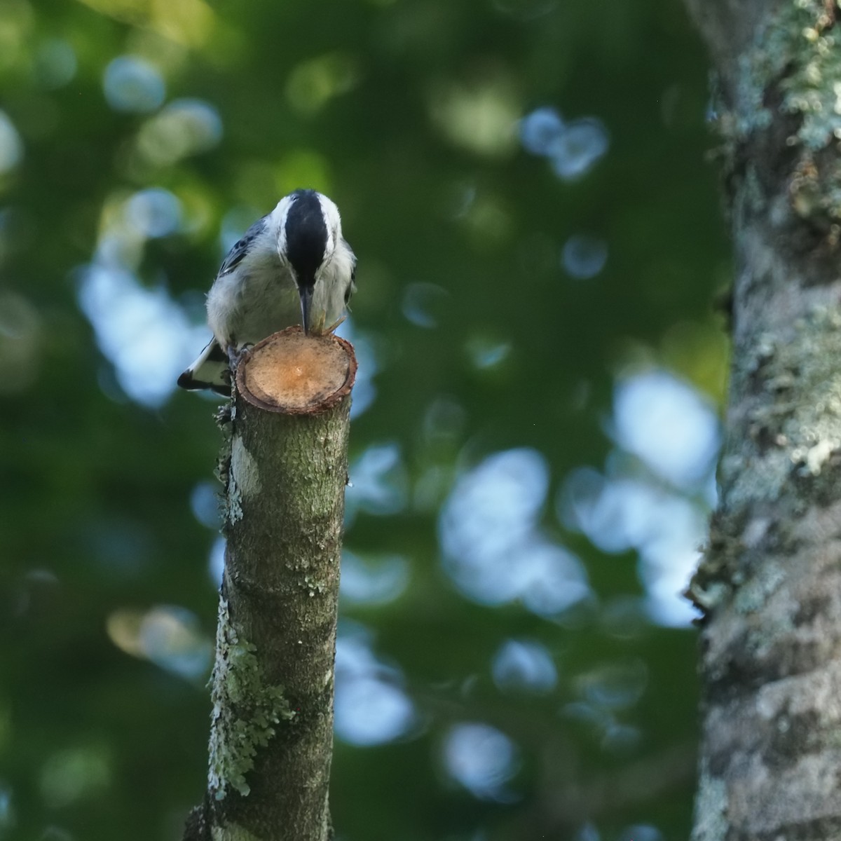 White-breasted Nuthatch - ML638828332