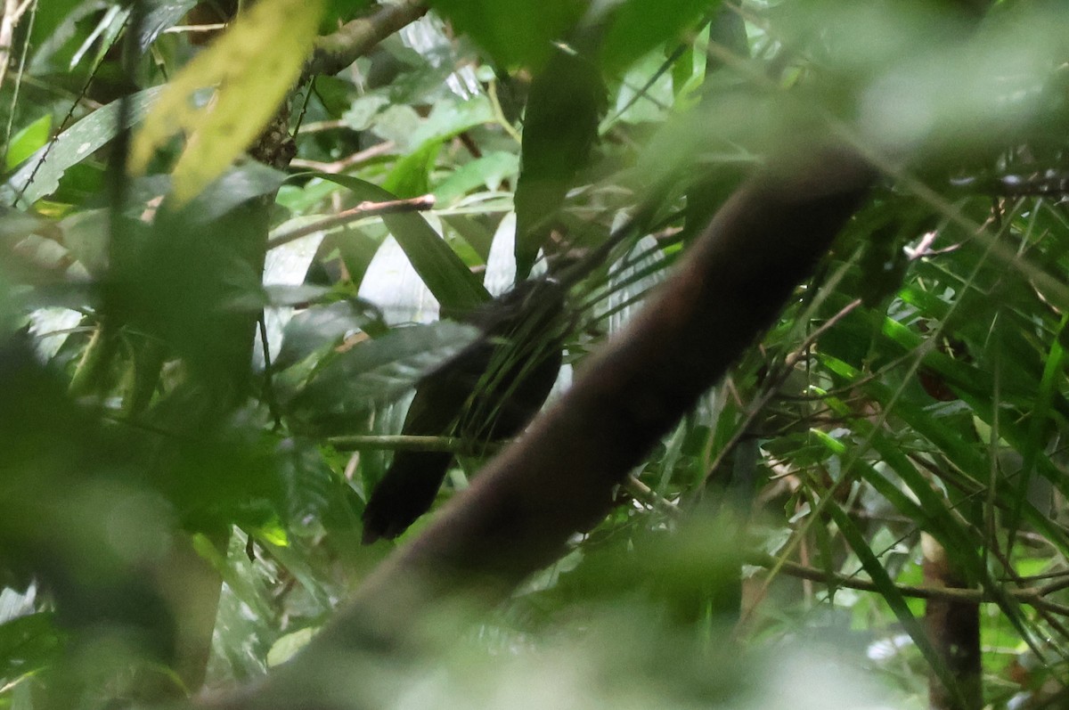 Crested Jayshrike - ML638828348