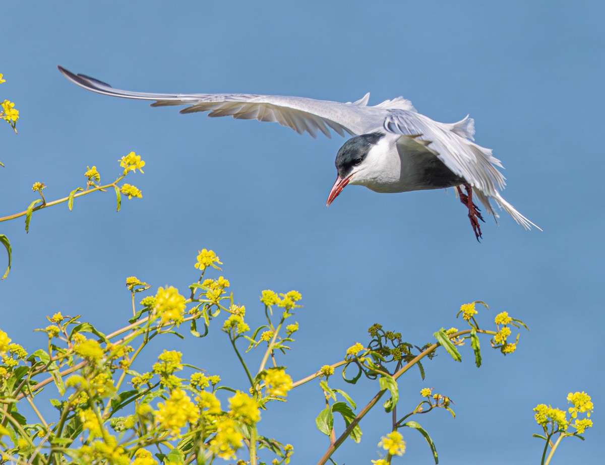 Whiskered Tern - ML638828349
