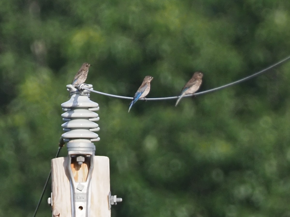 Eastern Bluebird - ML638828353