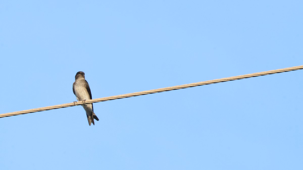 Gray-breasted Martin - ML638828355